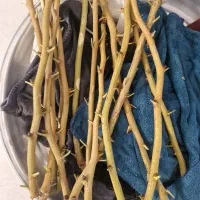 پیوندک پسته
