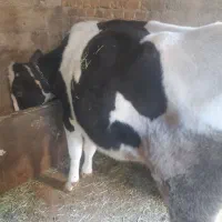 یک راس گاو هلندی با گوساله|حیوانات مزرعه|تیکمه داش, |دیوار