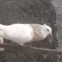 کبوتر یاکفتر