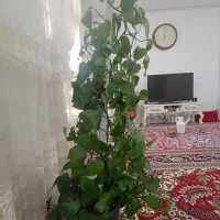 گل پتوس|گل و گیاه طبیعی|مشهد, امیرآباد|دیوار