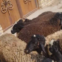 میش و قوچ و بره نر و ماده و بز|حیوانات مزرعه|قزوین, |دیوار