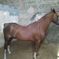 فروش تعدادی اسب از همه نژاد ها|اسب و تجهیزات اسب‌سواری|تهران, انبار نفت|دیوار