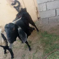 تروشت چاق چله