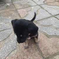 واگذاری رایگان توله دوماهه ماده|سگ|نوشهر, |دیوار