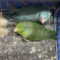 ۲ عدد طوطی ماده پروت لت بالغ آماده جفتگیری
