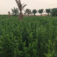 بذر یونجه درجه یک