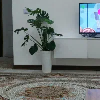 مانسترا برگ انجیری|گل و گیاه طبیعی|اسلامشهر, شهرک واوان|دیوار