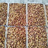 خرمای زاهدی(قصب)