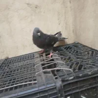 کفتر زاغ|پرنده|تهران, استقلال|دیوار