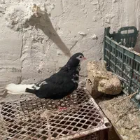 سده سیاه افشون