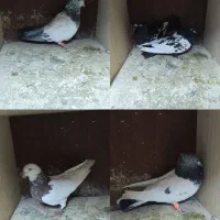 تعدادی رنگه همه نر