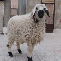 بره نر قوچ گوسفند|حیوانات مزرعه|زاهدان, |دیوار