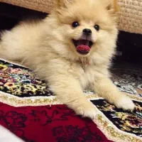 پامر عروسکی ۷ ماهه