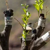 پیوند انگور پسته|خدمات باغبانی و درختکاری|تربت‌حیدریه, پائین ولایت|دیوار