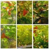 انواع ماهی گیاه خوار|ماهی|اردبیل, |دیوار