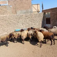 میش داشتی و قوچ|حیوانات مزرعه|سبزوار, ابارش|دیوار