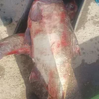 ماهی طوفان 20 کیلویی|ماهی|زاهدان, |دیوار