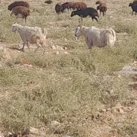 فروش 5عدد بز ..4عددماده.1عدد نر|حیوانات مزرعه|ماهنشان, |دیوار