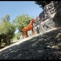 فروش اسب دره شوری
