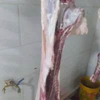 قصاب گوسفند و گاو (سیار)|خدمات پذیرایی، مراسم|رفسنجان, |دیوار