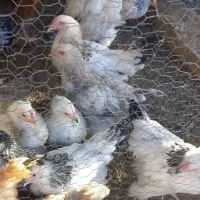 تخم مرغ برهما .جوجه برهما. لایت  از بهترین مولدها|حیوانات مزرعه|لنجان, |دیوار