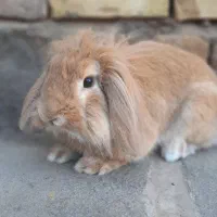 خرگوش لپی تپل