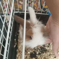 خرگوش زیبا|موش و خرگوش|قرچک, زیبا شهر|دیوار