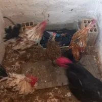 فروش خروس گلین ۷ ماهه سالم|حیوانات مزرعه|باسمنج, |دیوار