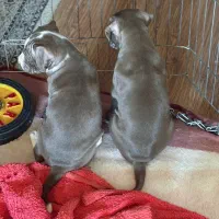 سگ پیتبول تریر|سگ|تهران, قنات‌کوثر|دیوار