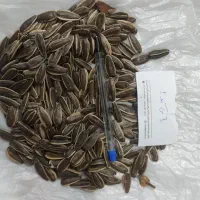 خریدار تخمه شما با قیمت روز