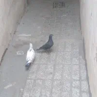 جوجه‌کفتر|پرنده|مشهد, نیزه|دیوار