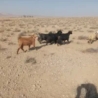 ۴ راس بز جوان چاق|حیوانات مزرعه|سرچهان, |دیوار