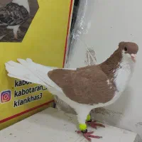 انواع کبوتر رنگی هرکدوم پسند شد در خدمتم