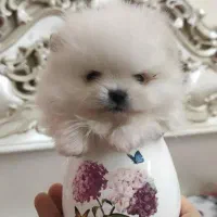 مجموعه توله سگ پامر خرسی رنگ های متفاوت.پامرانین