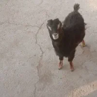 بزغاله نر شیر خوار و علف خوار