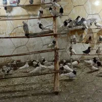 کبوتر