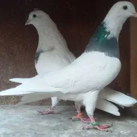 طوقی مهر زینتی|پرنده|ری, اقدسیه|دیوار