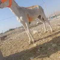 خرنر