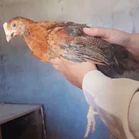 جوجه گلپایگان