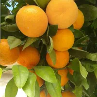 نهال مرکبات