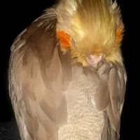 عروس هلندی