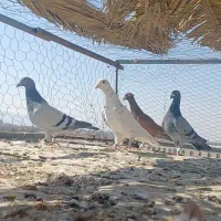 کفتر یا کبوتر پلاکی|پرنده|شیراز, وزیرآباد|دیوار