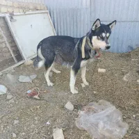 هاسکی با توله