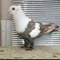 کبوتر کله سفید درجه ۱ سینه سیاه دمسفید
