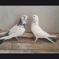 دوجفت کفتر دهنخورده