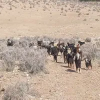 بز کهره دار.  بز ابستن.