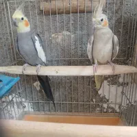 یک جفت عروس هلندی سالم تخم گذار
