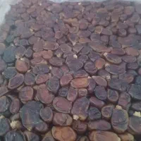 خرما سعمران وحرمایی صنعتی