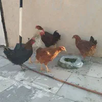 مرغ خروس فروشی