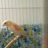 قناری ماده خوشرنگ سرخ زرد دورنگ درشت با قفس|پرنده|شیروان (خراسان), |دیوار